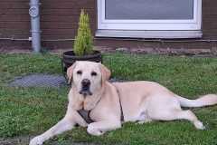 IMG-20250810-WA0051